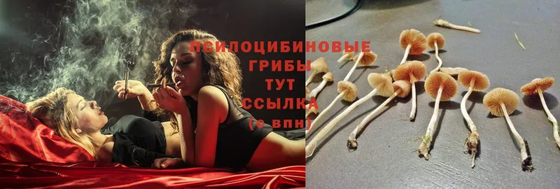 Галлюциногенные грибы MAGIC MUSHROOMS  магазин    блэк спрут ссылки  Гудермес 